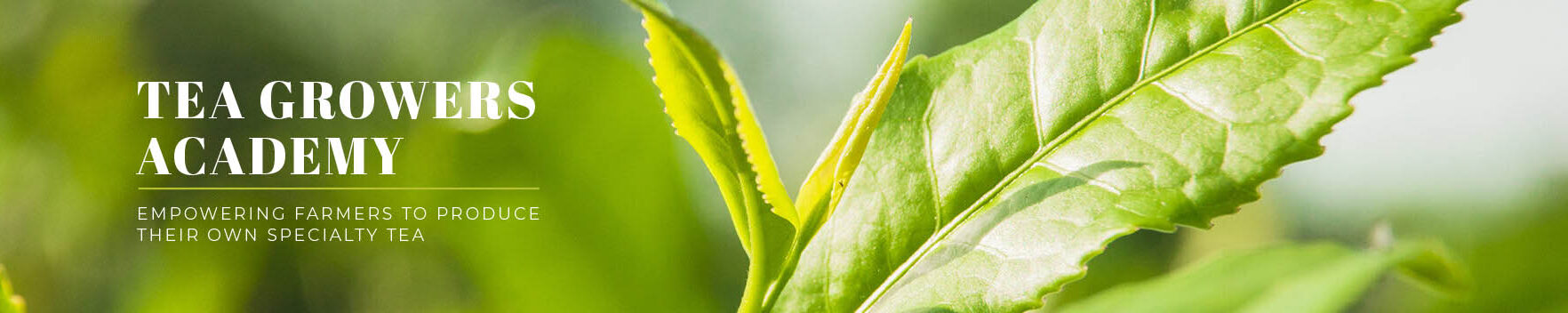Tea Growers Academy